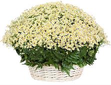 Цветочная композиция из Ромашки в корзине #REPLACE_PRED# Шкуропатове